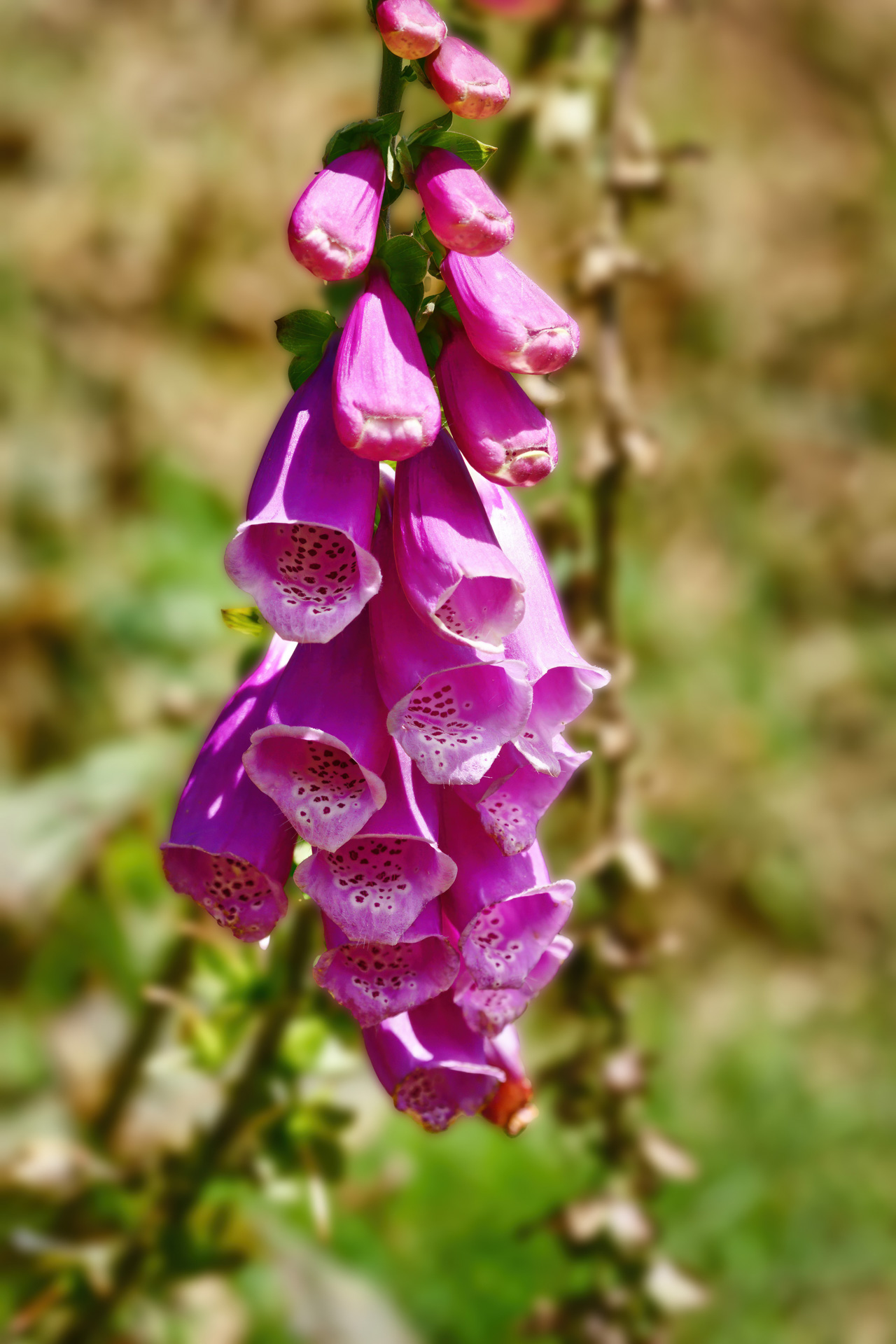 Wärme und hohe Luftfeuchtigkeit führen zu einer üppigen Flora: Roter Fingerhut